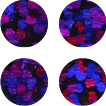 Holographic Purple